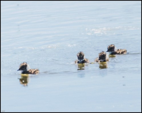 Lapwing chicks 110519