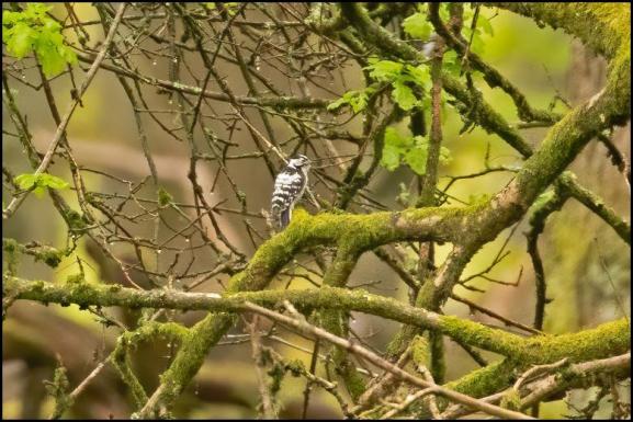 Lesser Spotted Woodpecker 080519