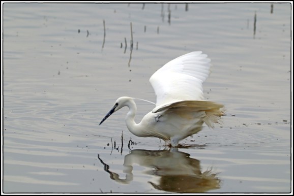 Little Egret 010519
