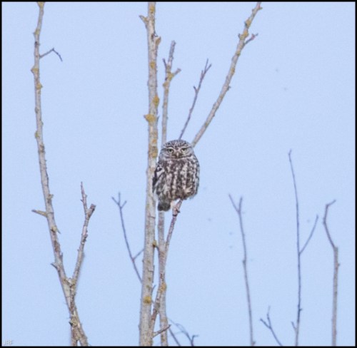 Little Owl 230519
