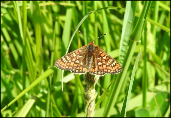 Marsh Fritillary 240519 1