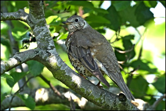 Mistle Thrush 240519