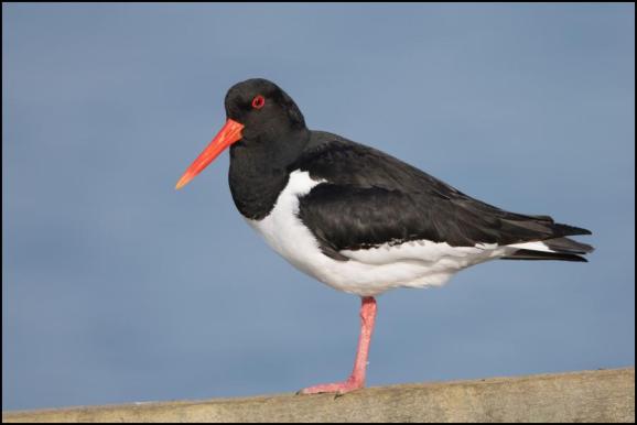 Oystercatcher 160519