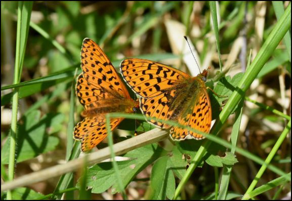 Pearl-bordered Fritillaries 150519