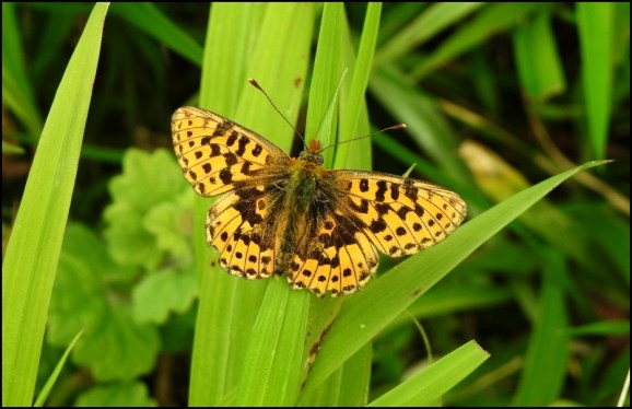 Pearl-bordered Fritillary 280519