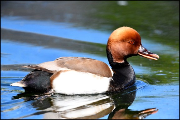 Red Crested Pochard 130519