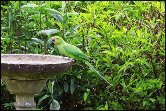 Ring-necked Parakeet 100519