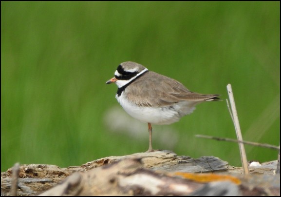Ringed Plover 220519