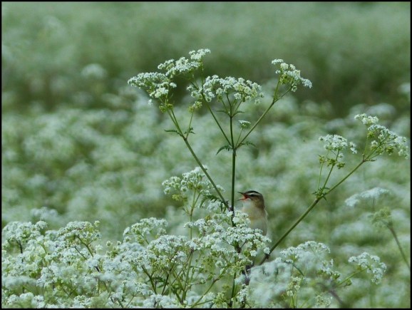 Sedge Warbler 210519