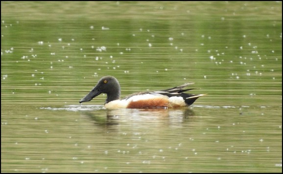 Shoveler 200519