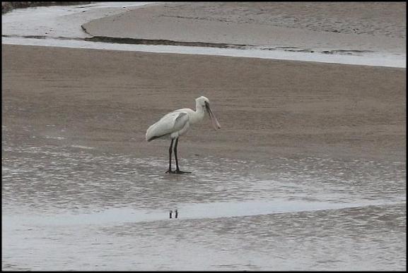 Spoonbill 110519