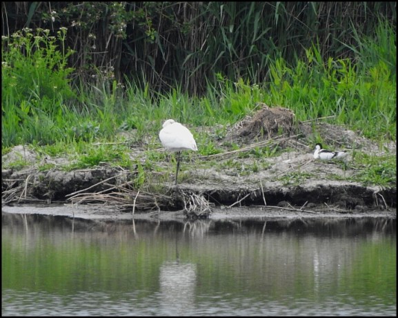 Spoonbill 190519