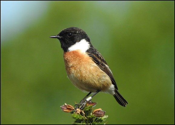 Stonechat 150519