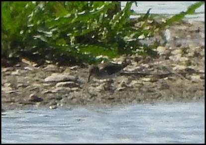Temminck's Stint 130519