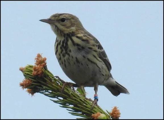 Tree Pipit 250519