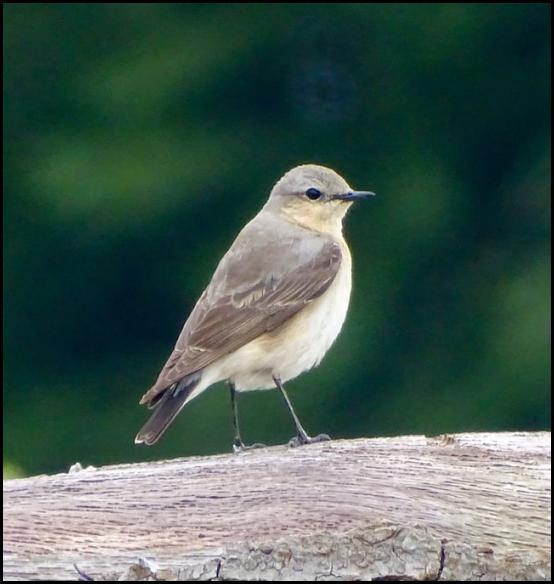 Wheatear 280519