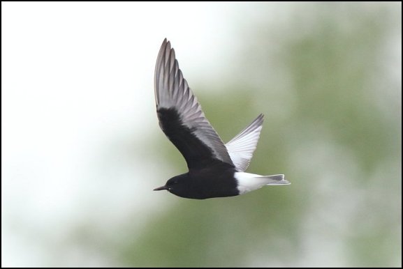 White-winged Black Tern 190519 3