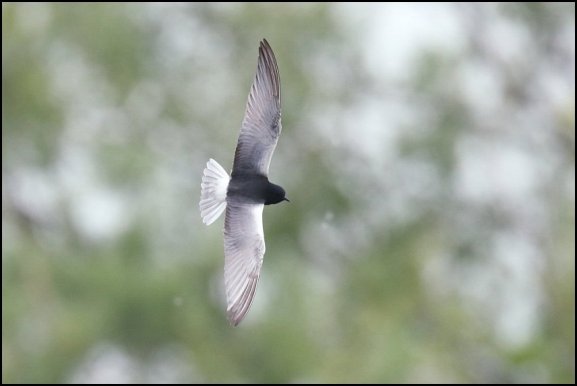 White-winged Black Tern 190519 4