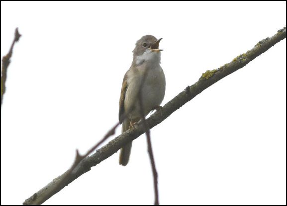 Whitethroat 050519