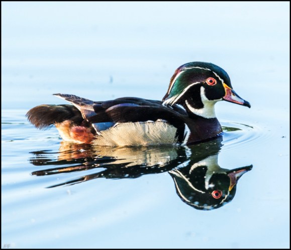 Wood Duck 120519