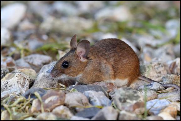 Wood Mouse 130519