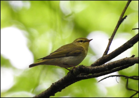 Wood Warbler 230519 2