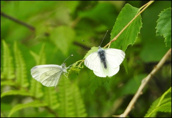 Wood Whites 300519