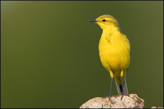 Yellow Wagtail 220519