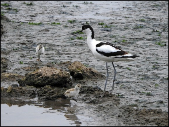 Avocets 260619