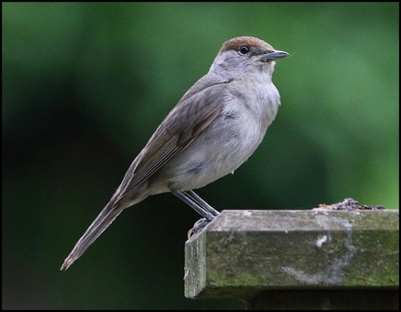 Blackcap f 250619