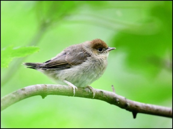 Blackcap juv 180619