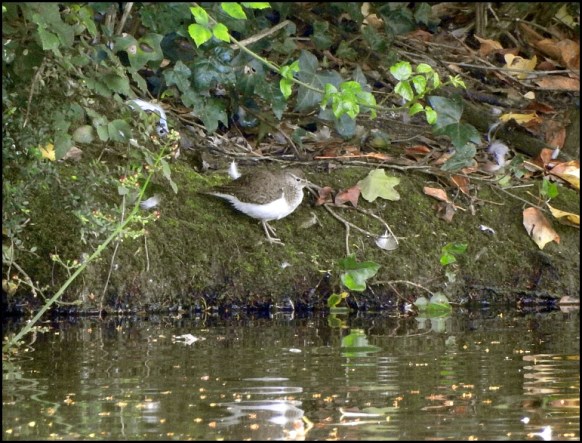 Common Sandpiper 300619