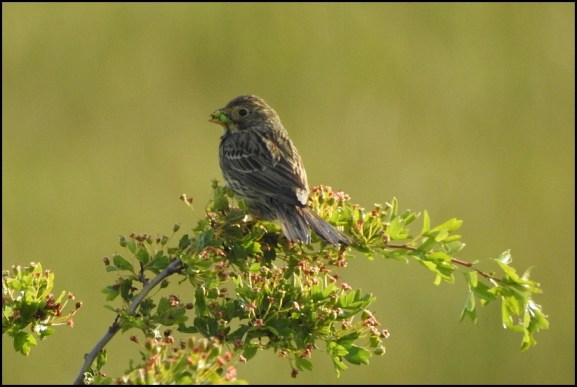 Corn Bunting 100619