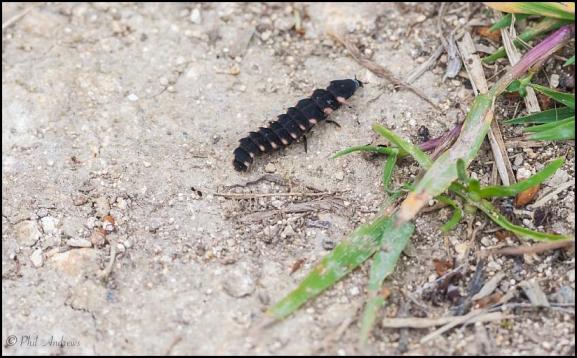 Glow Worm 060619