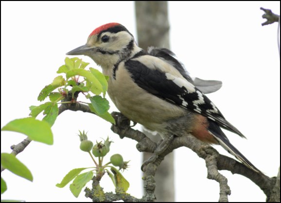 Great Spotted Woodpecker 230619