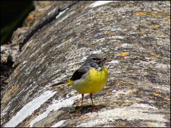Grey Wagtail 300619.jpg
