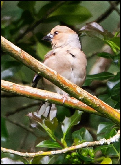 Hawfinch 210619