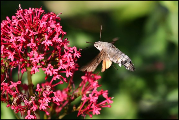 Hummingbird Hawk-moth 270619.jpg