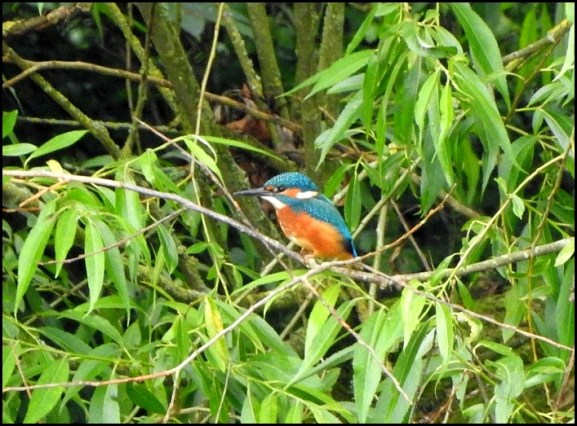 Kingfisher 300619.jpg