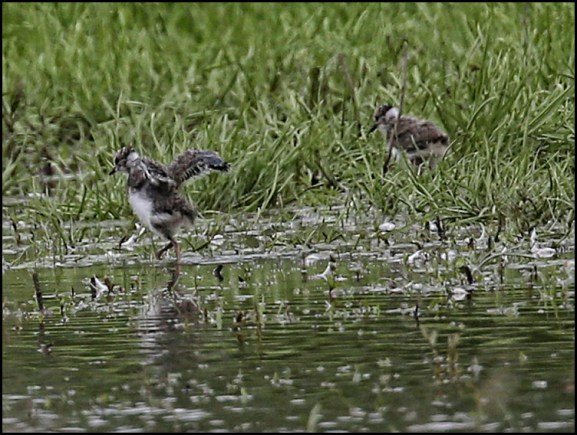 Lapwing juvs 120619.jpg