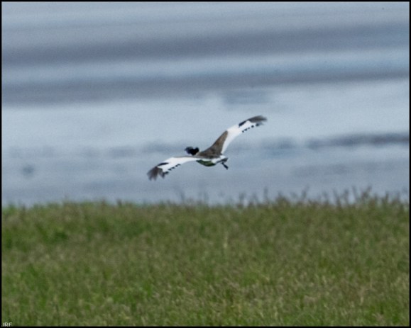Little Bustard 230619 1