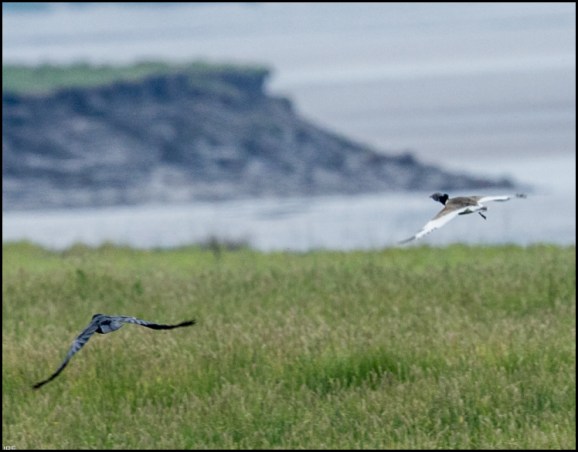 Little Bustard 230619 2
