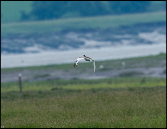 Little Bustard 230619 3