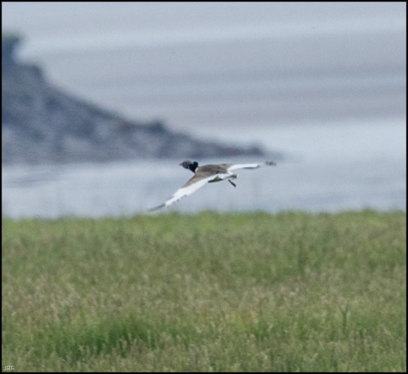Little Bustard 230619 4
