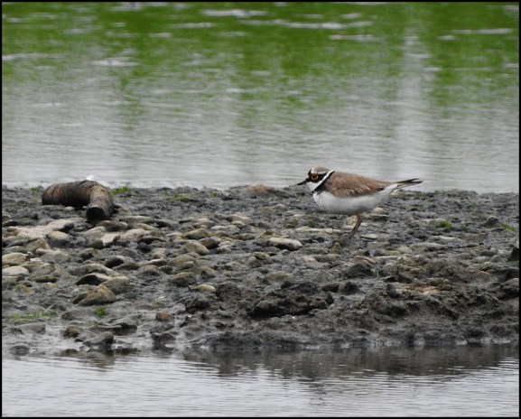Little Ringed Plover 260619