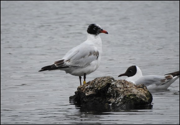 Mediterranean Gull 260619