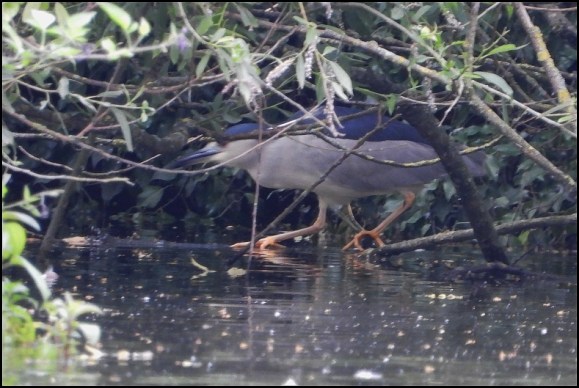 Night Heron 300619 1