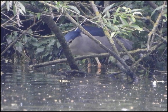 Night Heron 300619 2