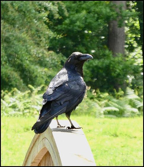 Raven 210619
