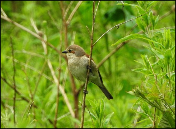 Red-backed Shrike 260619 1